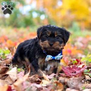 Chief, Yorkie Puppy